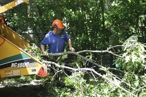 tree services Peak Place